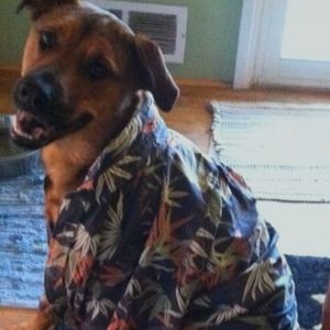 Meet your Posher, Ben